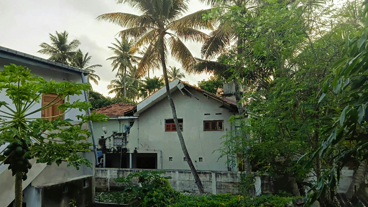 Tropical-origin cat breeds lounging in a shaded veranda