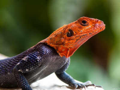 Rock agama (female/juvenile)