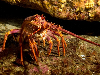 Rock lobster