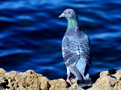 Rock pigeon (feral pigeon)