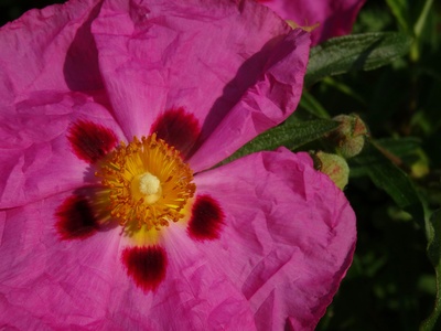 Rockrose