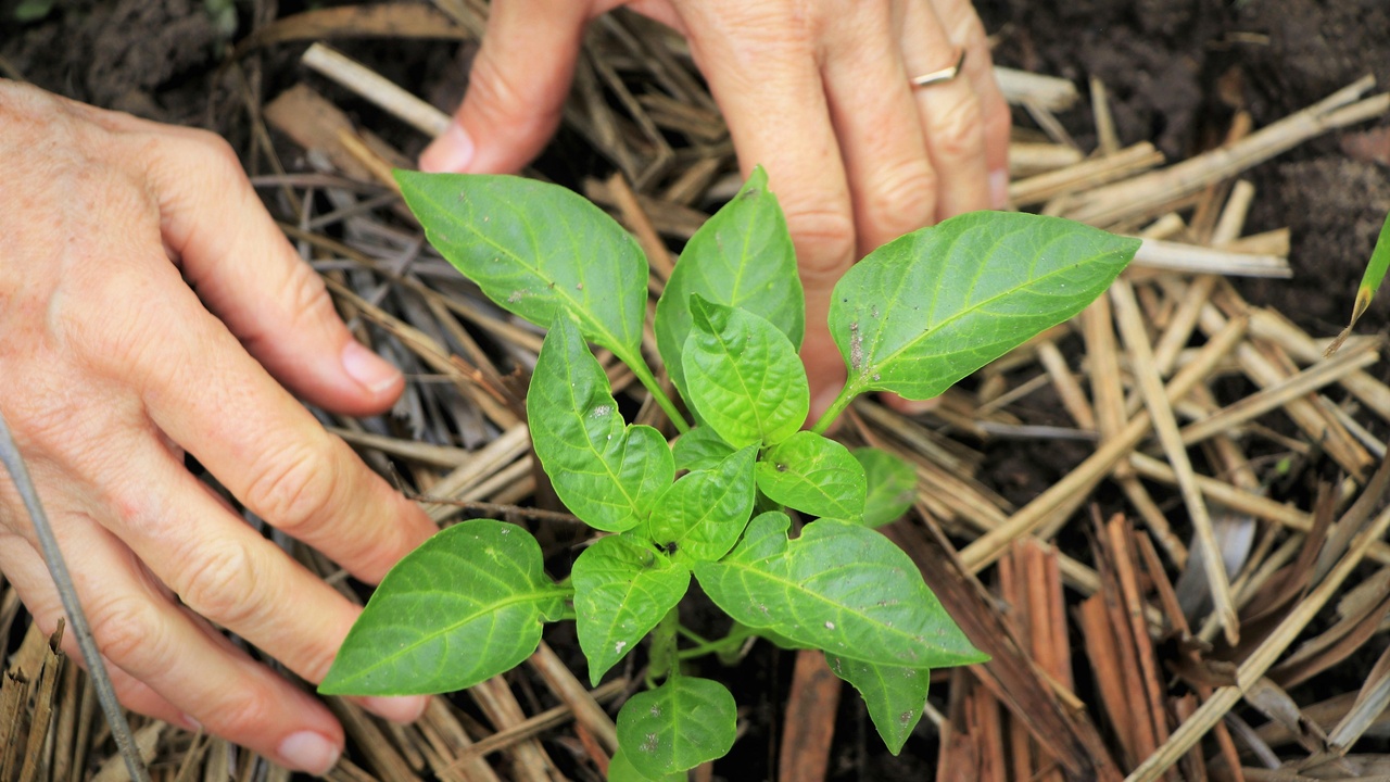 Soil testing kit and plant root sample showing discoloration