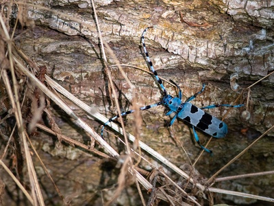 Rosalia longhorn beetle
