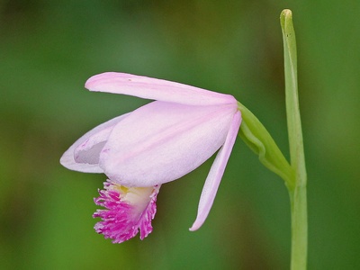 Rose pogonia