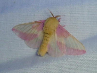 Rosy maple moth