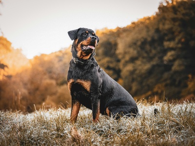 Rottweiler