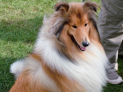 Rough Collie