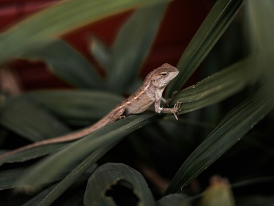 Round Island day gecko