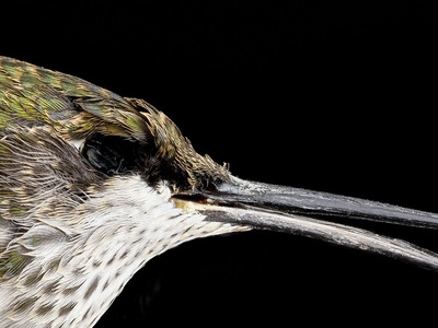 Ruby-throated hummingbird