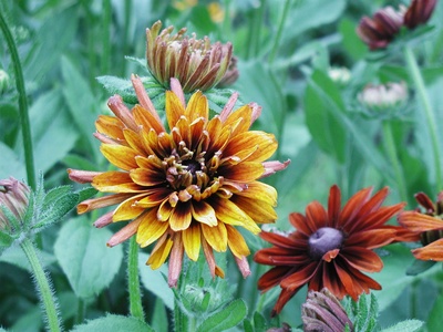 Rudbeckia 'Cherokee Sunset'