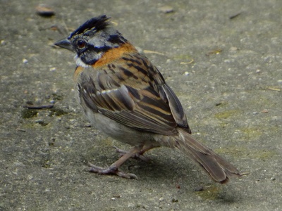 Rufous-collared Sparrow