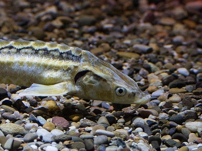 Russian sturgeon