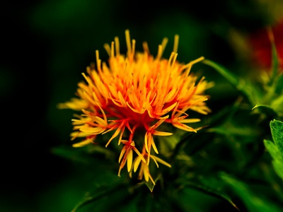 Safflower