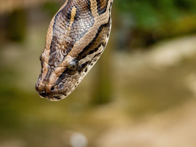 Saharan horned viper