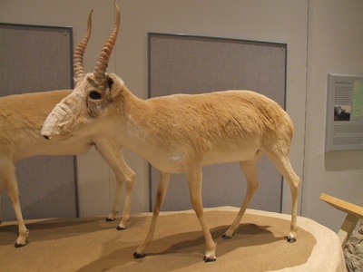 Saiga antelope