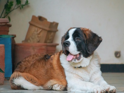 Saint Bernard