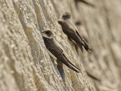 Sand martin