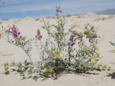 Sand milk-vetch