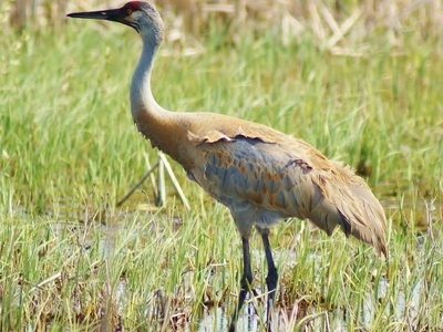 Sandhill crane