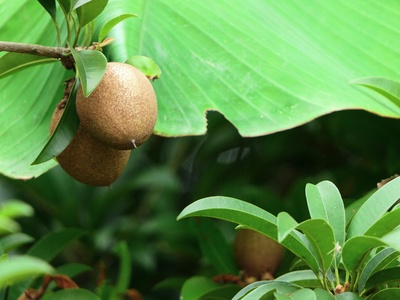 Sapodilla