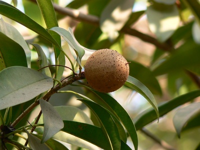 Sapodilla (chikoo)