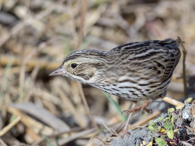 Savannah sparrow