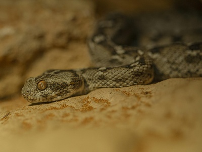 Saw-scaled viper