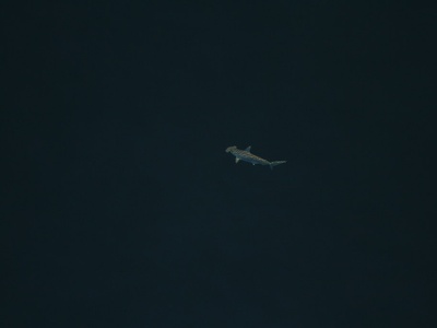 Scalloped hammerhead