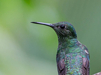 Scaly-breasted Hummingbird