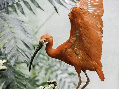 Scarlet Ibis