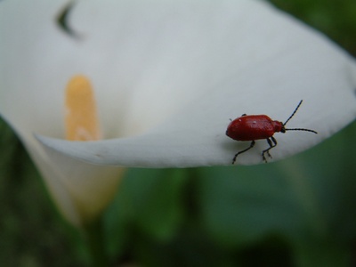 Scarlet lily beetle