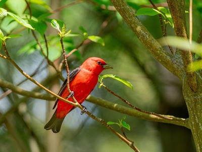 Scarlet Tanager