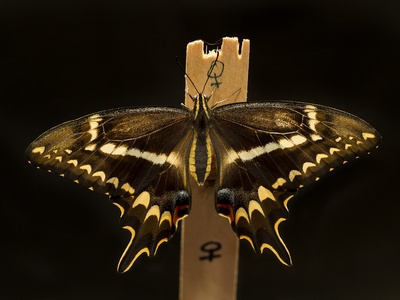 Schaus' swallowtail