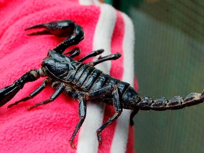 Scorpion (Asian forest scorpion)