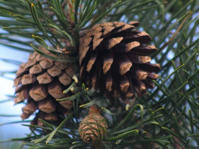 Scots pine