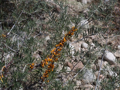 Sea buckthorn