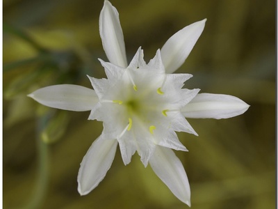 Sea daffodil