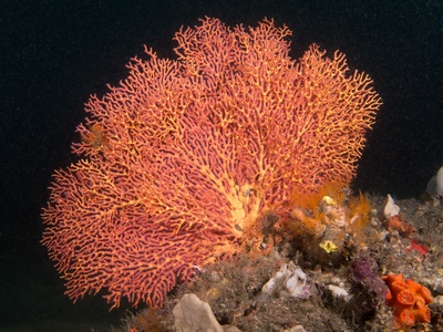 Sea fan (Gorgonian)