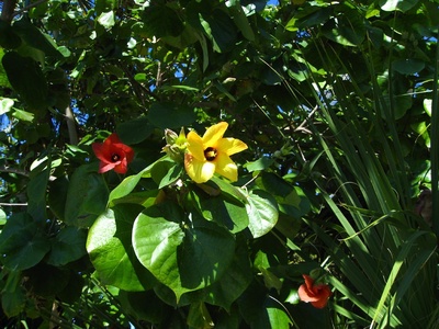 Sea hibiscus