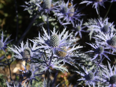Sea holly