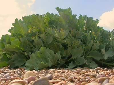 Sea kale