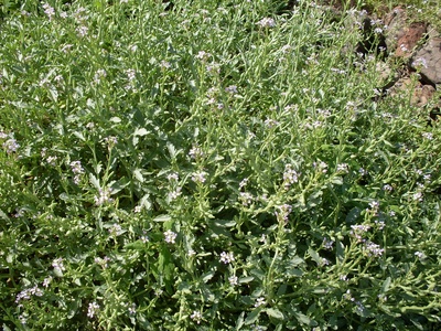 Sea Rocket