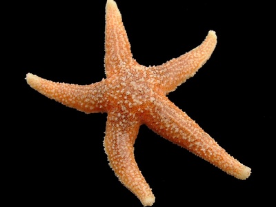 Sea star