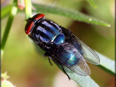 Secondary screwworm fly