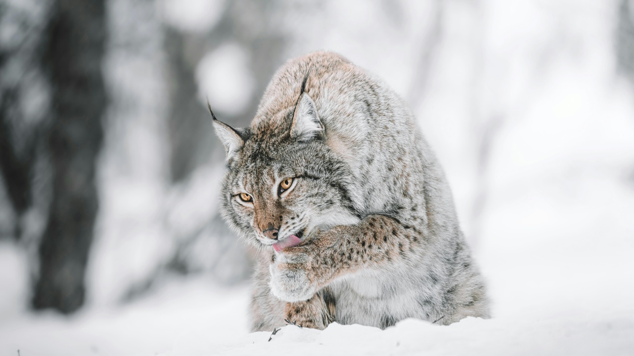 Lynx pausing while stalking prey in snowy forest, showing focused eyes