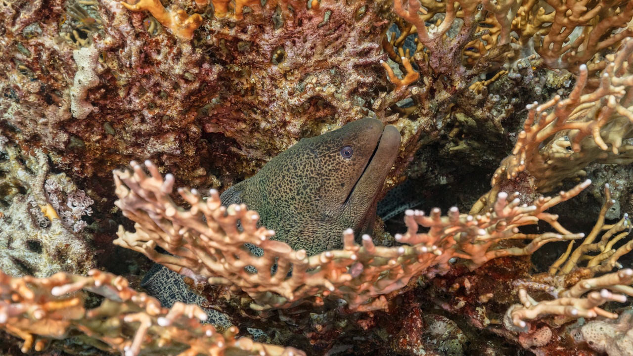 Moray eel lunging from a crevice to catch prey