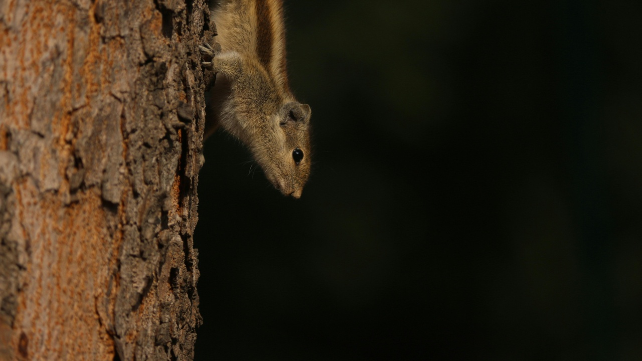 Nocturnal flying squirrel emerging from a nest at dusk