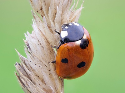 Seven-spot ladybird
