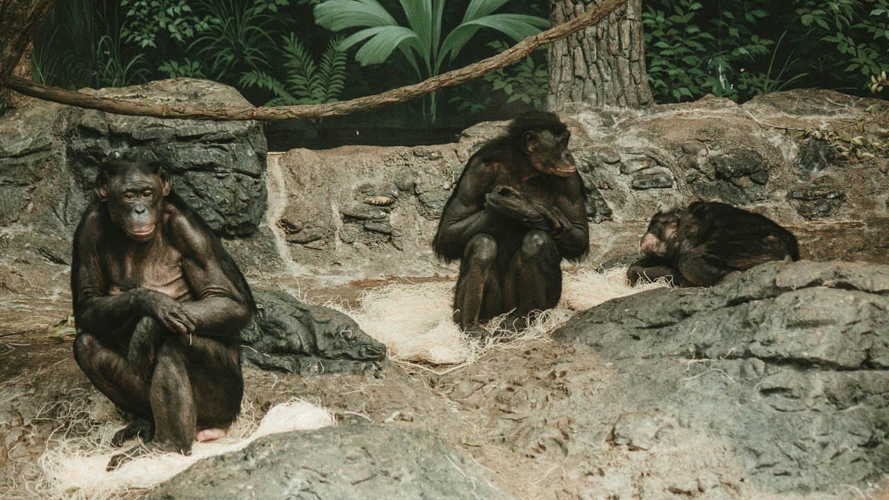 Bonobos engaged in sociosexual behavior; chimpanzees on territorial patrol