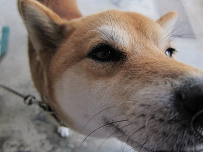 Shiba Inu